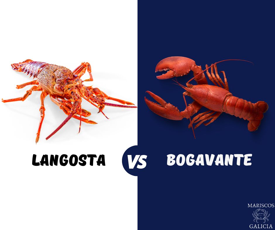 Bogavante VS Langosta: ¿Cuáles son las diferencias?